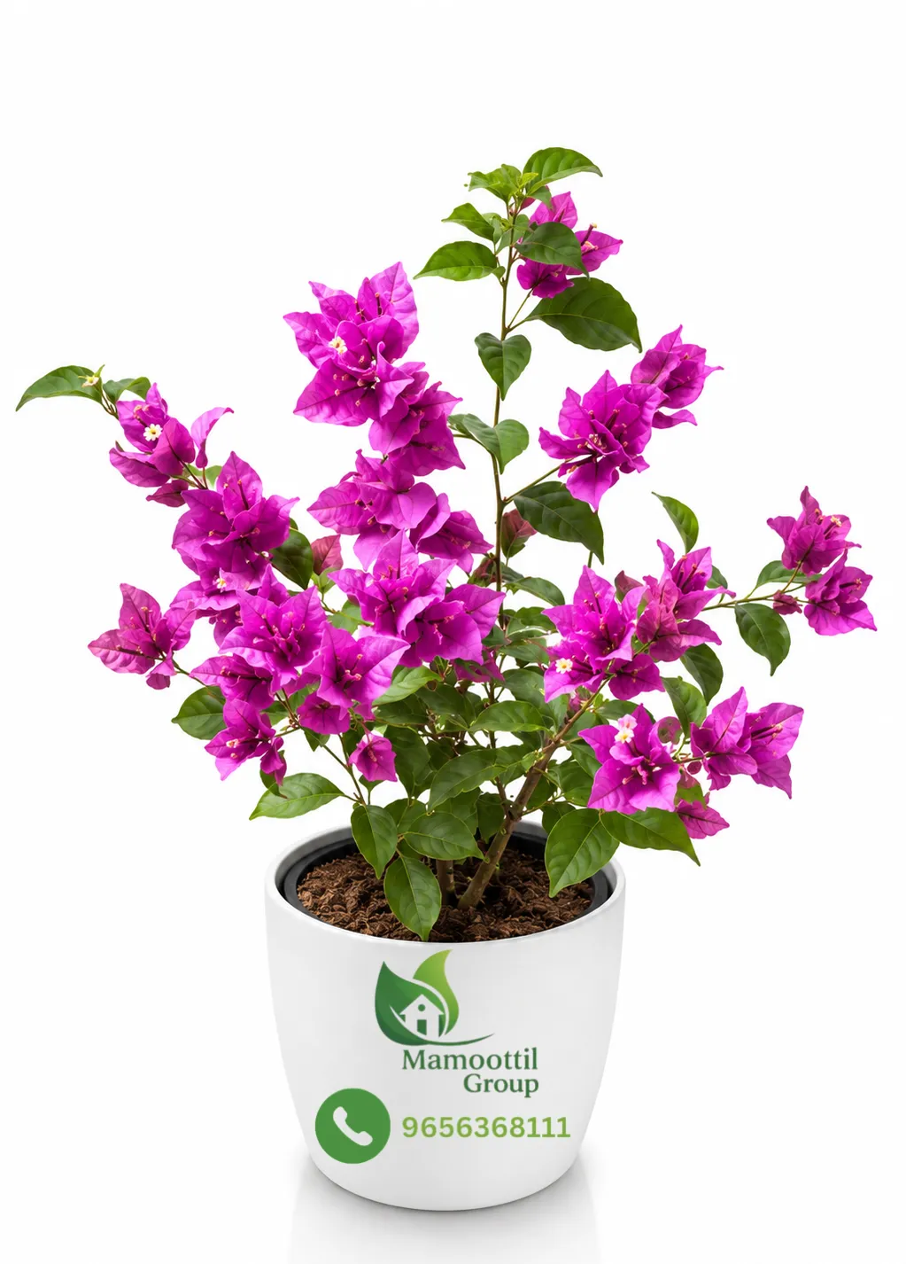 Imperial Purple Profile